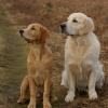 Dog Training Classes Intro