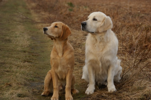 Beverly Hills Dog Training Classes