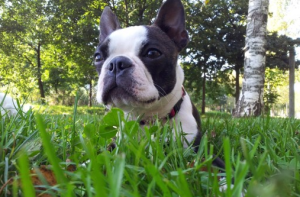 Boston Terrier Dog