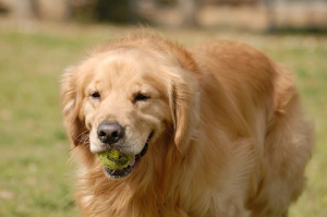 Photo of Golden Retriever