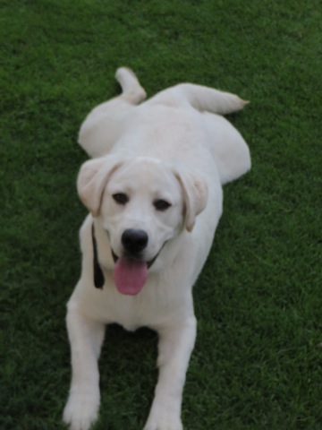 Labrador Picture