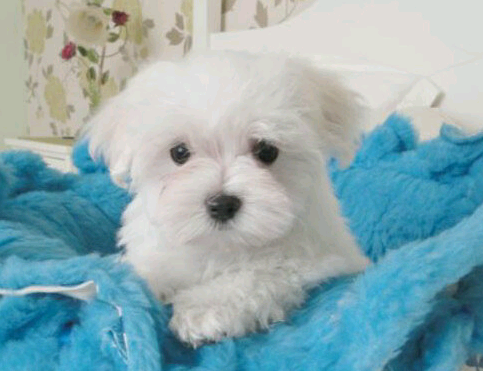 Maltese dog