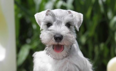 do miniature schnauzers shed