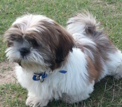 Shih Tzu Dog Training and Care