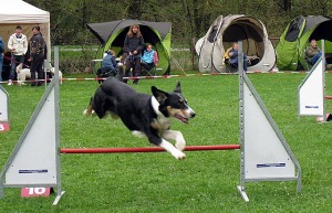 pets training