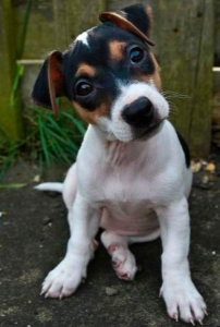 Adult Jack Russell Terrier puppy