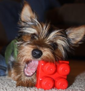 Best Interactive Dog Toys